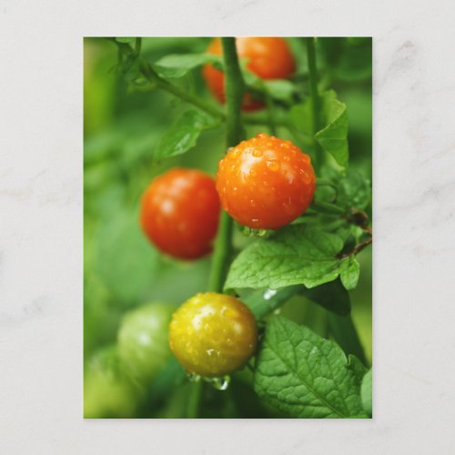 Vine Ripened Tomato Postcard