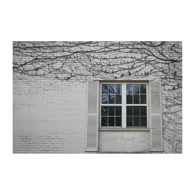 Vine Surrounding Window Acrylic Print (Front)