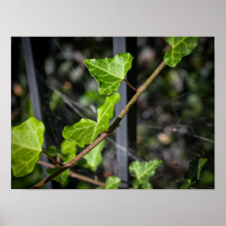 Vines and Spiderwebs Poster