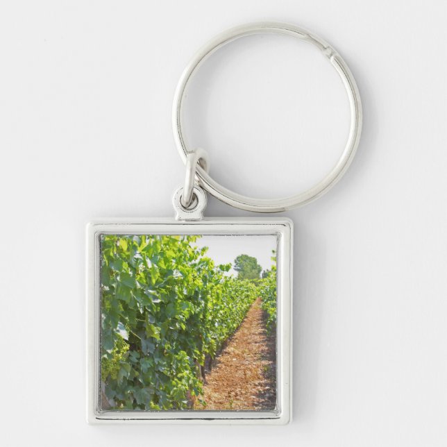 Vines trained high on wires supported by keychain (Front)