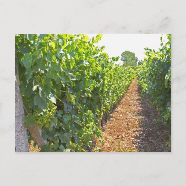 Vines trained high on wires supported by postcard (Front)