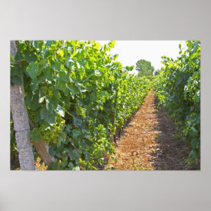 Vines trained high on wires supported by poster
