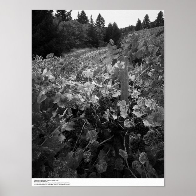 Vineyard and Hills, Draper Vineyard, 1966 Poster (Front)