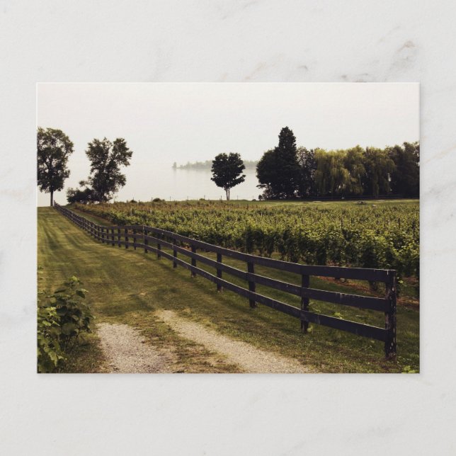Vineyard at the lake with fence landscape postcard (Front)