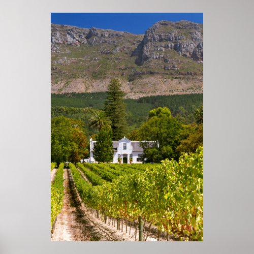 Vineyard Cape Town Western Cape South Africa 2 Poster