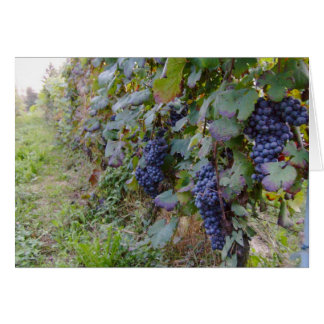 Vineyard Cards