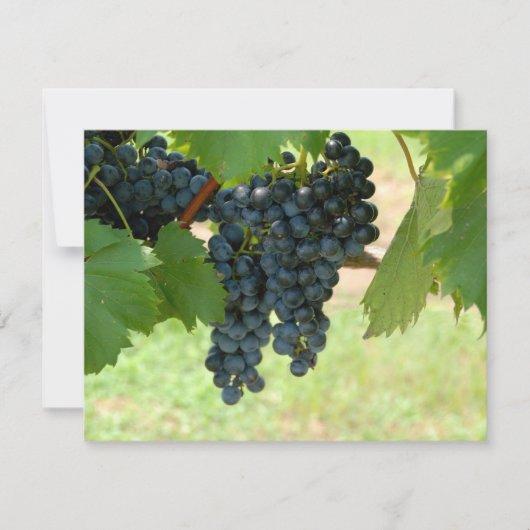 Vineyard Grapes (Front)