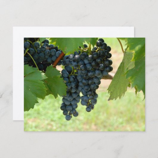 Vineyard Grapes (Front/Back)