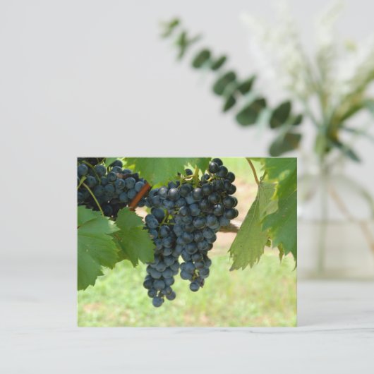 Vineyard Grapes (Standing Front)