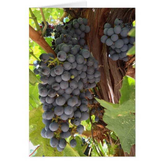 Vineyard Grapes Cards (Front)