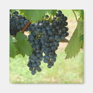 vineyard grapes magnet