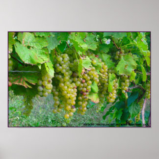Vineyard Grapes Poster