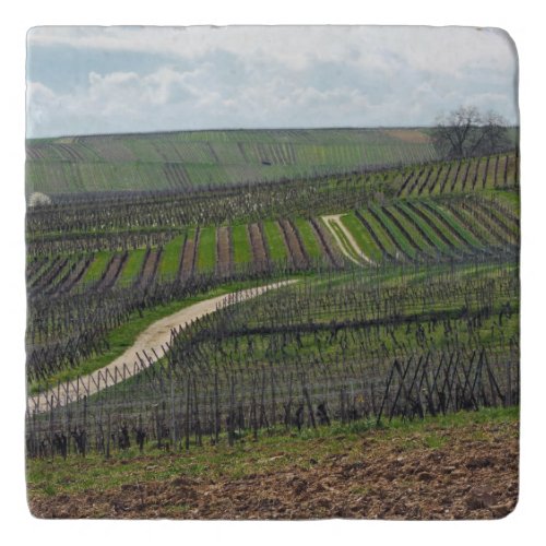 Vineyard in Alsace France Trivet
