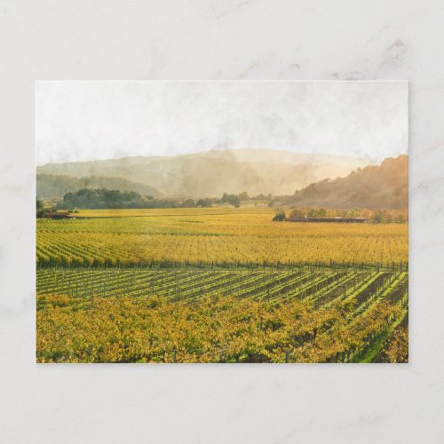 Vineyard in Autumn in Napa Valley California Postcard