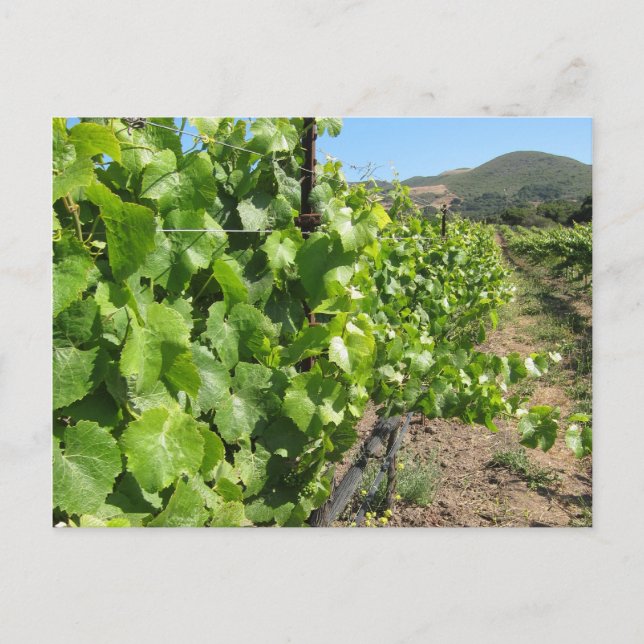 Vineyard in Buellton California Postcard (Front)