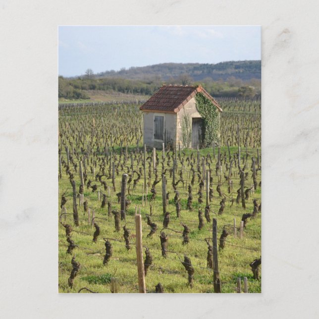 Vineyard in Burgundy France Postcard (Front)