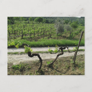 Vineyard in Chianti Region of Italy Postcard