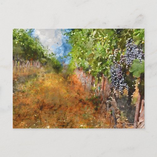 Vineyard in Napa Valley California Postcard