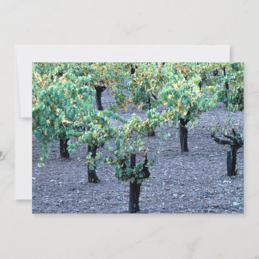 Vineyard, Napa Valley, California from the Forest (Front)