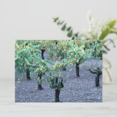 Vineyard, Napa Valley, California from the Forest (Standing Front)