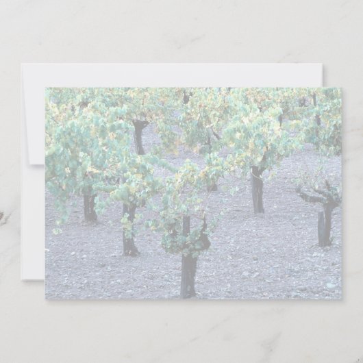 Vineyard, Napa Valley, California from the Forest (Back)