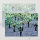 Vineyard, Napa Valley, California from the Forest (Front/Back)