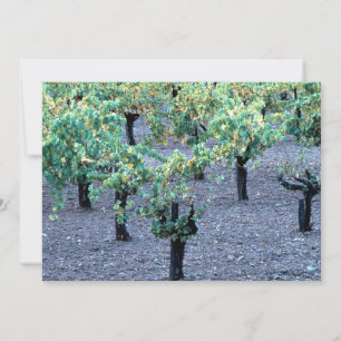 Vineyard, Napa Valley, California from the Forest