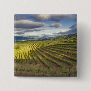 Vineyard. Napa Valley. Napa. Napa County, Button