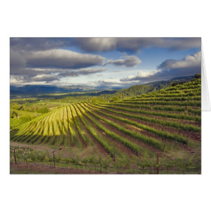 Vineyard. Napa Valley. Napa. Napa County, Cards