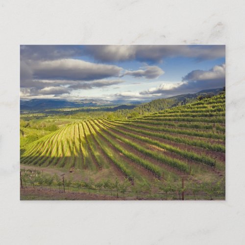 Vineyard Napa Valley Napa Napa County Postcard