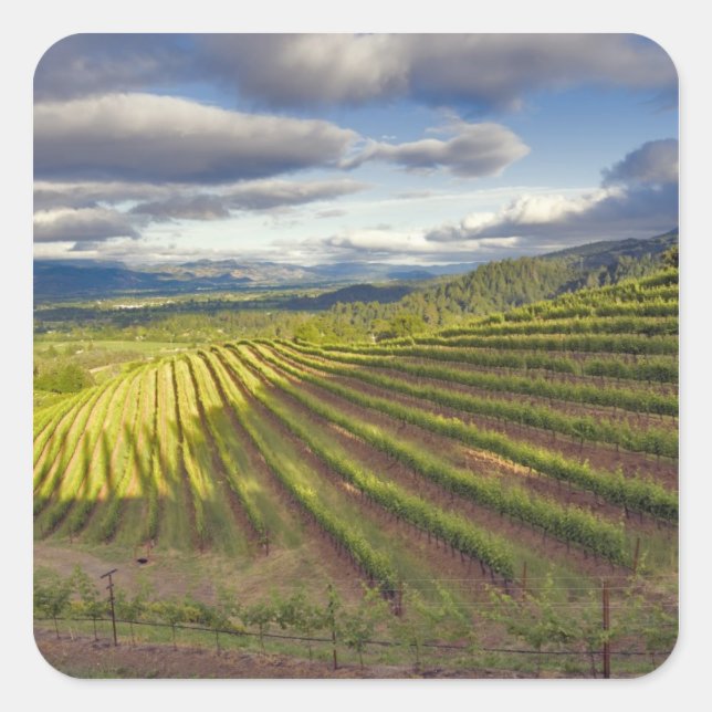 Vineyard. Napa Valley. Napa. Napa County, Square Sticker (Front)
