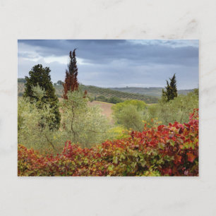Vineyard near Montalcino, Tuscany, Italy Postcard