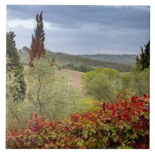 Vineyard near Montalcino Tuscany Italy Tile