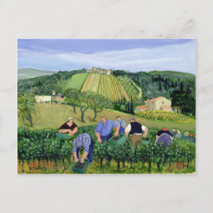 Vineyard Olives and Sunflowers Postcard