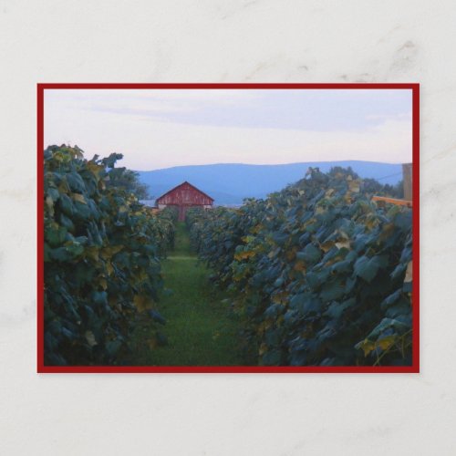 Vineyard Postcard