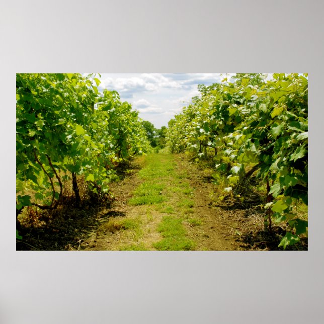 Vineyard Poster (Front)