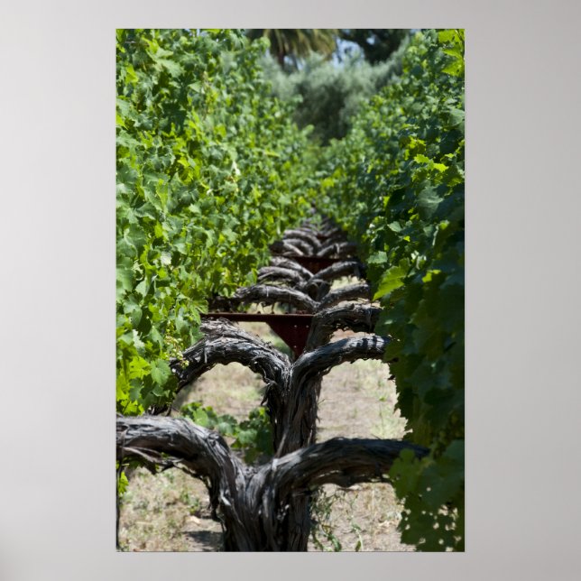 Vineyard Row of Grape Vines Poster (Front)