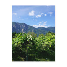 Vineyard southern BC, Canada