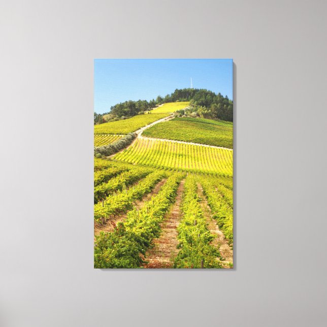 Vineyard, Stellenbosch, Western Cape Canvas Print (Front)