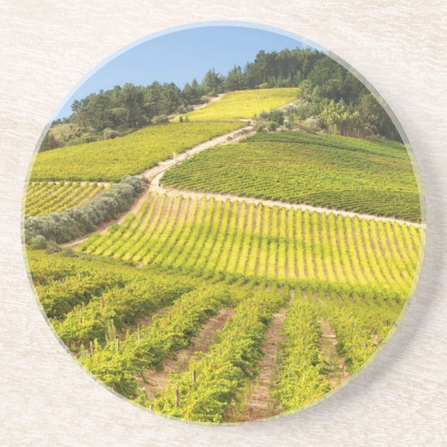 Vineyard, Stellenbosch, Western Cape Sandstone Coaster (Front)