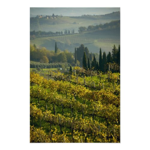 Vineyard Tuscany Italy Photo Print