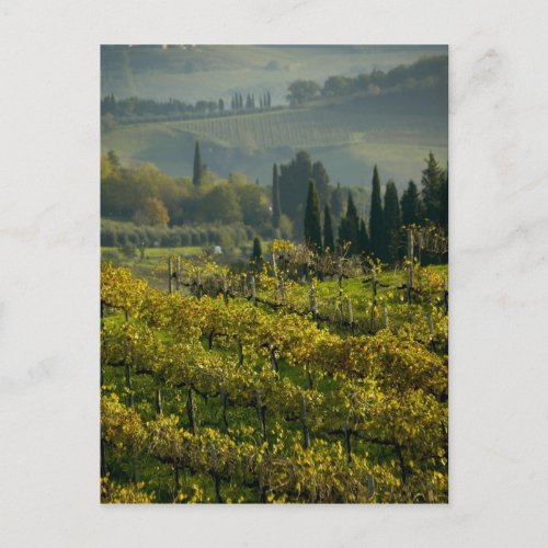 Vineyard Tuscany Italy Postcard