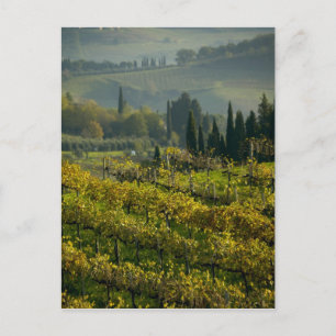 Vineyard, Tuscany, Italy Postcard