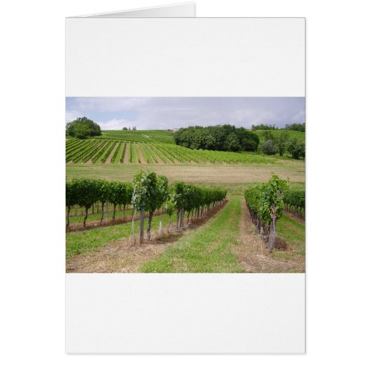 Vineyard - Vineyard (Bordeaux - France) 03 Cards (Front)