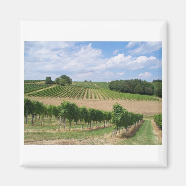 Vineyard - Vineyard (Bordeaux - France) 04 Magnet (Front)