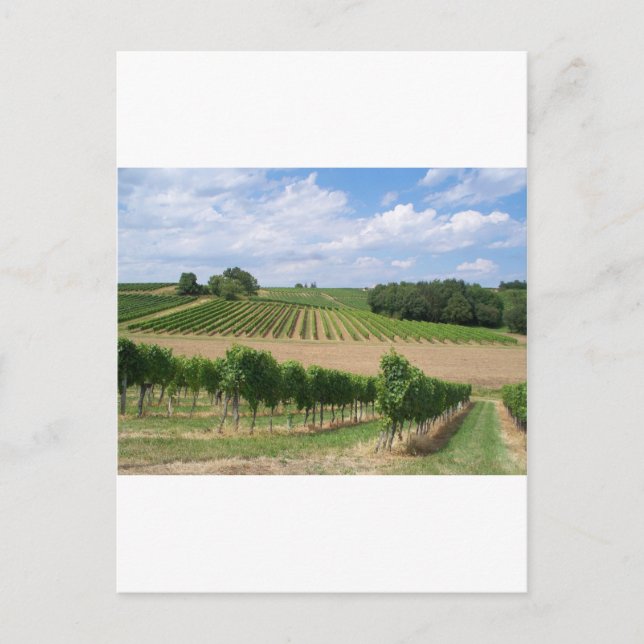 Vineyard - Vineyard (Bordeaux - France) 04 Postcard (Front)