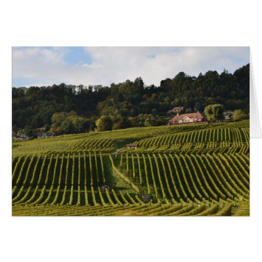 Vineyards at dusk cards (Front Horizontal)