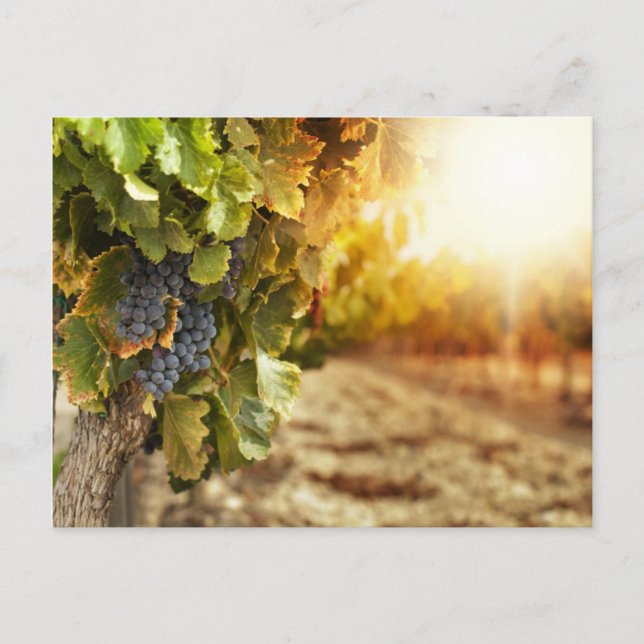 Vineyards At Sunset Postcard (Front)