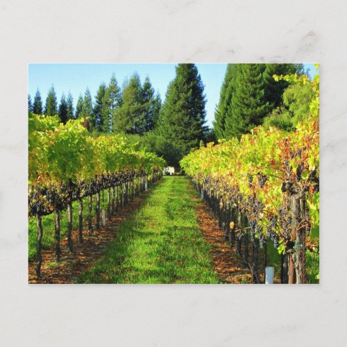 Vineyards in Healdsburg CA  Postcard