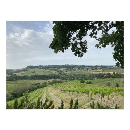 Vineyards in Orvieto Italy Photo Print